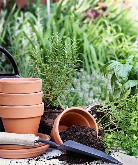 Quel est le meilleur terreau pour les fines herbes Créez l