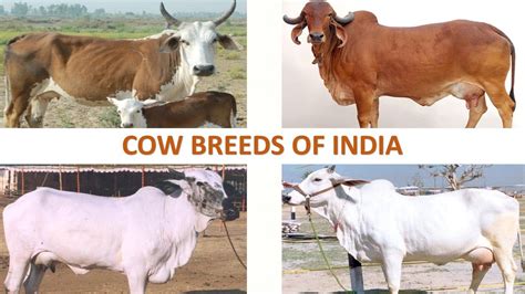 Indian Cow Breeds For Milk