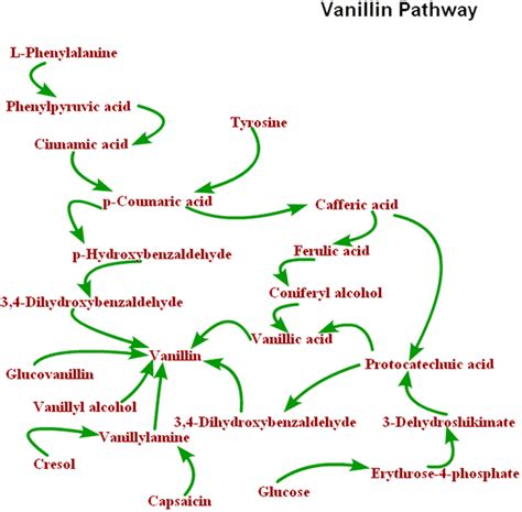 Some Presumed Metabolic Pathways Of Vanillin Biosynthesis Cited From