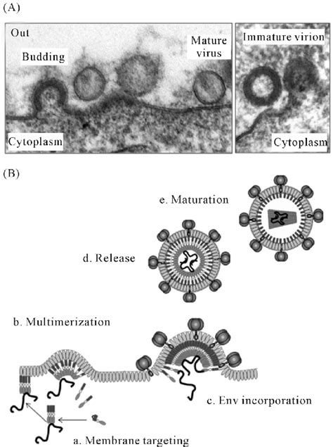 A Morphological Consequences Of Gag Processing Visualized By Electron