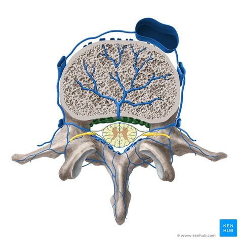 Veins Of The Vertebral Column Kenhub