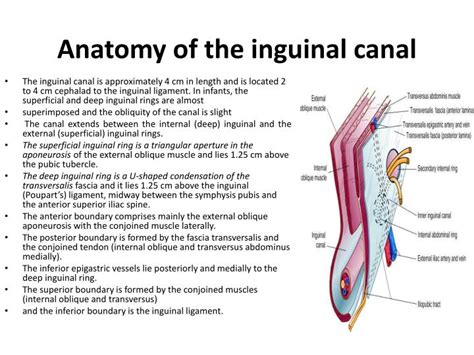 Ppt Inguinal Femoral And Scrotal Regions Powerpoint Presentation