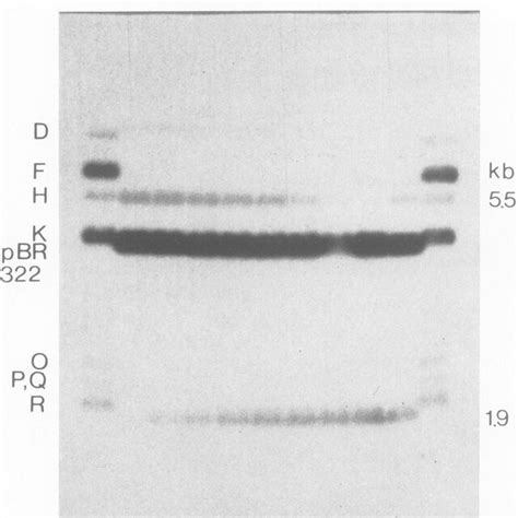 Hybridization of 32P-labeled EcoRI-E to HindIII-restricted fragment... | Download Scientific Diagram