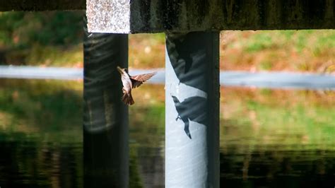 Premium Photo The Flight Of The Bird And Its Shadow O Voo Da Ave E