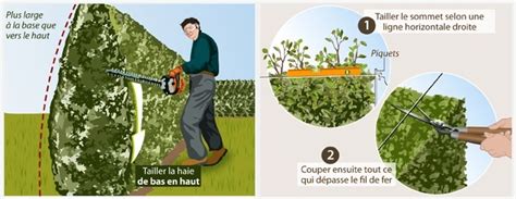 Planter une Haie de Cyprès Conseils Haies Leaderplant