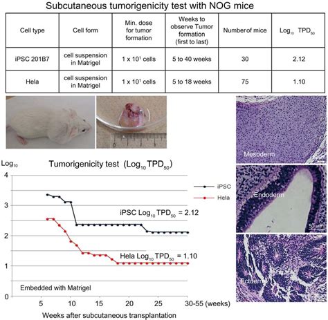 Jcm Free Full Text Design Of A Tumorigenicity Test For Induced