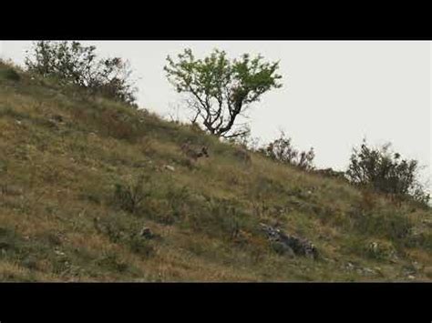 Loups pendant le brâme du cerf parc national des Abruzzes automne 2022