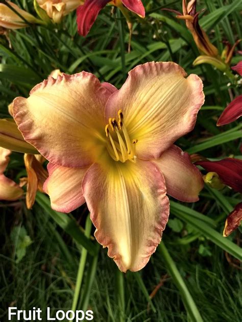 Daylily Hemerocallis Fruit Loops In The Daylilies Database Garden Org