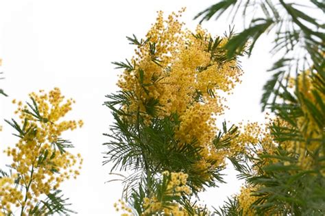 Premium Photo Blooming Yellow Mimosa On A Tree