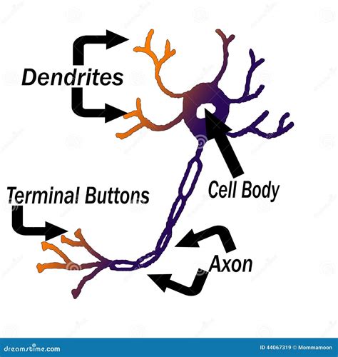 Labeled Parts Of A Neuron Stock Illustration Image 44067319