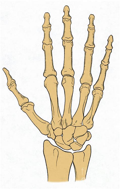 Hand And Wrist Bones Diagram Quizlet