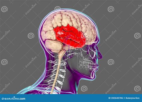 Human Brain With Highlighted Temporal Lobe Stock Illustration