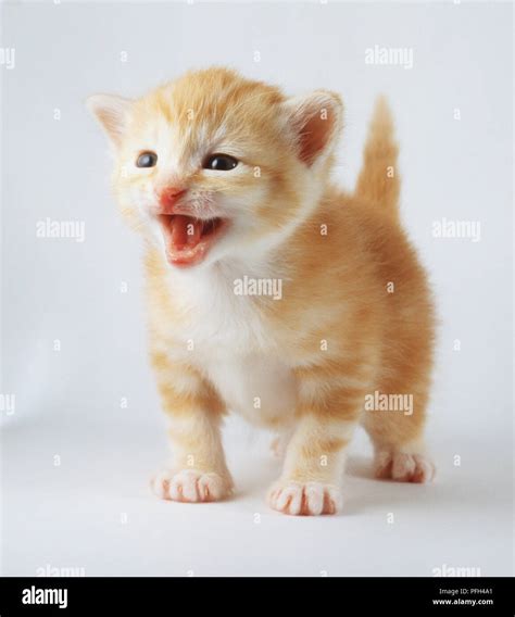 Ginger White Kitten Weeks Old High Resolution Stock Photography And