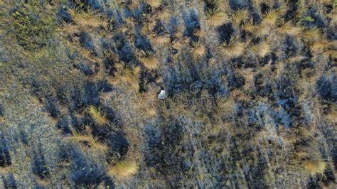 Aerial View of Scattered Grasses and Plants in the Wilderness Stock ...