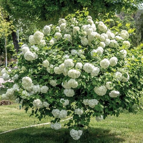 Old Fashioned Snowball Viburnum Flowering Shrubs Live Plant Etsy