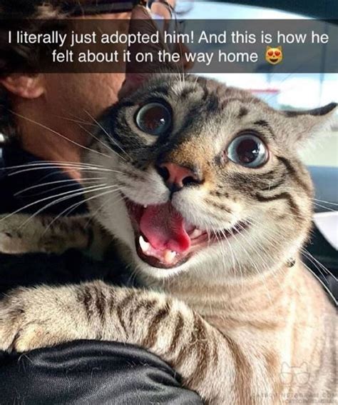 Enjoy Some Caturday Bliss 30 Cat Memes I Can Has Cheezburger