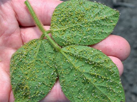 Multi State Research Reveals Integrated Pest Management Ipm Best