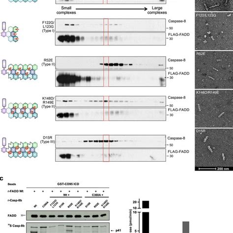 Caspase 8 Filament Formation Is Nucleated By Fadd A Schematic