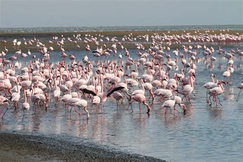 Flamingos on Walvis Bay | Wild birds, Places to travel