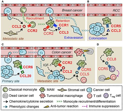 Frontiers Targeting Macrophage Recruiting Chemokines As A Novel