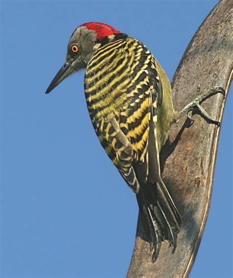 50 Dominican Republic Birds - The Worlds Rarest Birds