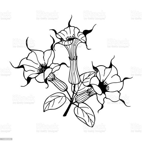 Daruta Flower Datura Vector Stock Illustration Eps10 Outline Isolate On