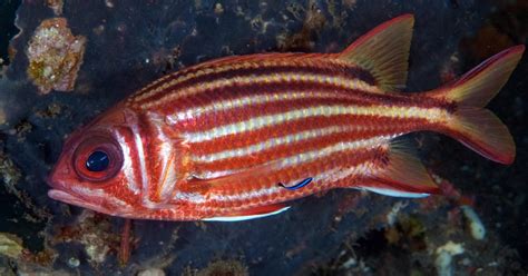 Crown Squirrelfish