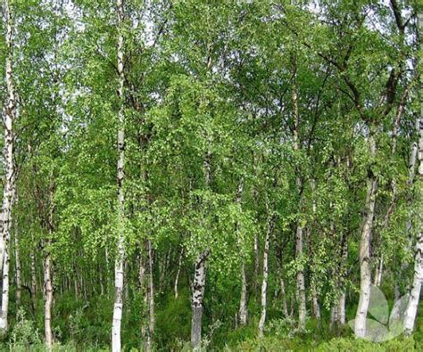 Betula Pendula Silver Birch Trees Speciality Trees