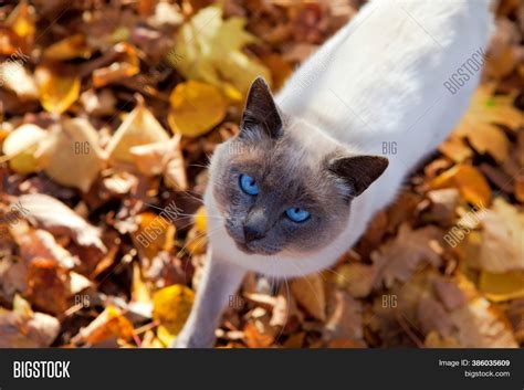 Siamese Cat Blue Eyes Image & Photo (Free Trial) | Bigstock