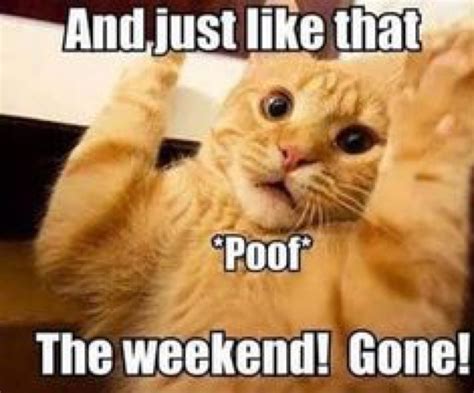 Bye-weekend-cat-monday-meme- by silaze123 on DeviantArt