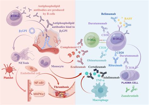 Frontiers An Update On The Biologics For The Treatment Of