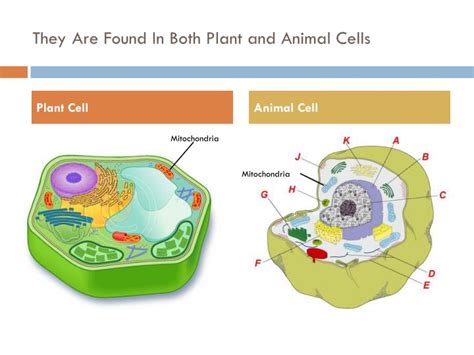 Is Mitochondria In Plant And Animal Cells Plant Ideas