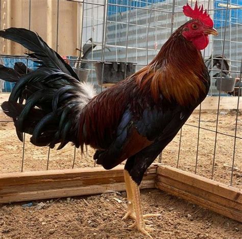 Pin by Edith Pacheco on Gallos de pelea | Breeds, Animals, Rooster