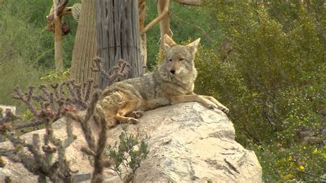 20132014 Arizona Wildlife Views Show 7 Youtube