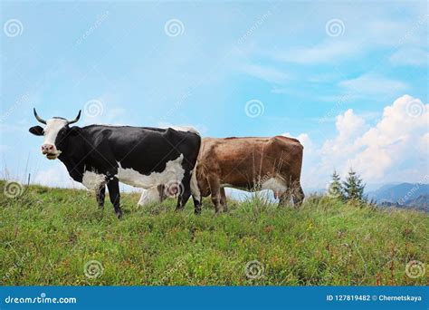 Cows Grazing On Green Meadow Stock Photo Image Of Beautiful Green