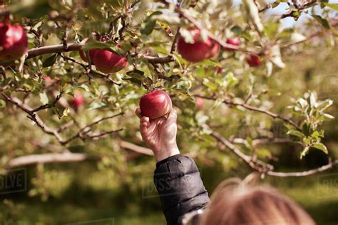 Girl Picking Apples From Tree Stock Photo Dissolve