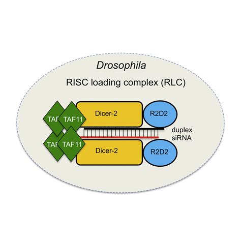 Taf11 Assembles The Risc Loading Complex To Enhance Rnai Efficiency