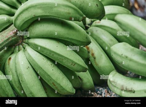 Bunch Of Green And Yellow Bananas And Ripening After Harvest On