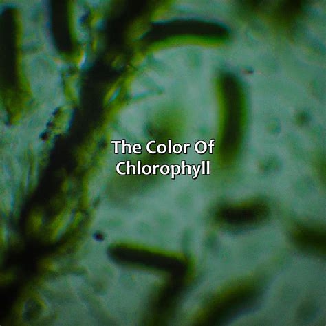 What Color Is Chlorophyll - colorscombo.com