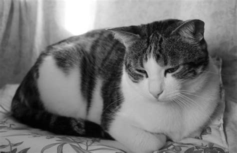 Cancer in cats - Types, symptoms and treatment