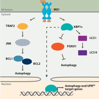 PDF Beyond The Cell Factory Homeostatic Regulation Of And By The UPR ER