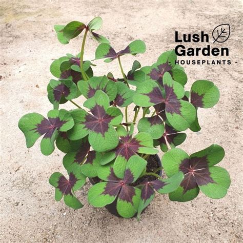 Oxalis Tetraphylla Iron Cross Good Luck Plant Four Leaf Clover