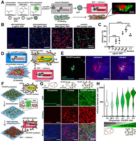 Engineering Programmable Material To Cell Pathways Via Synthetic Notch