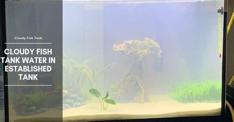 Cloudy Water in an Established Aquarium, Why Is It Cloudy, How to Fix It?