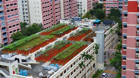 Rooftop Farms Archives Zureli Zureli