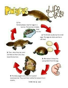 Platypus Life Cycle | Biomimicry Design Nature Compatible with NGSS ...