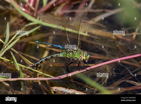 Femelle Pondant Des Oeufs Banque De Photographies Et Dimages Haute