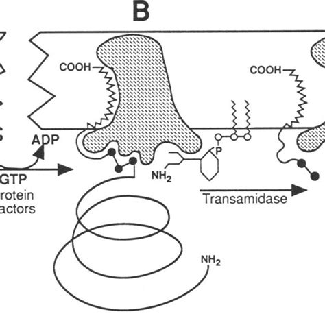 Time Course Of Nh And Cooh Terminal Processing Of Preprominiplap In