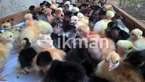 NAKED NECK MALE CHICK For Sale In Nattandiya Ikman