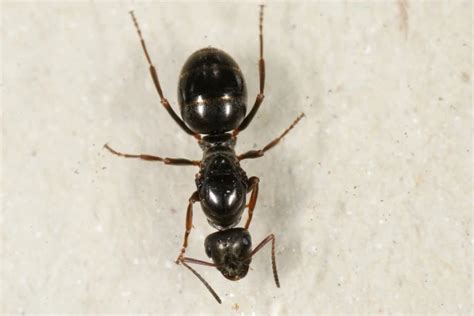 Datos De Formica Fusca Dieta Hábitat E Imágenes En Animaliabio